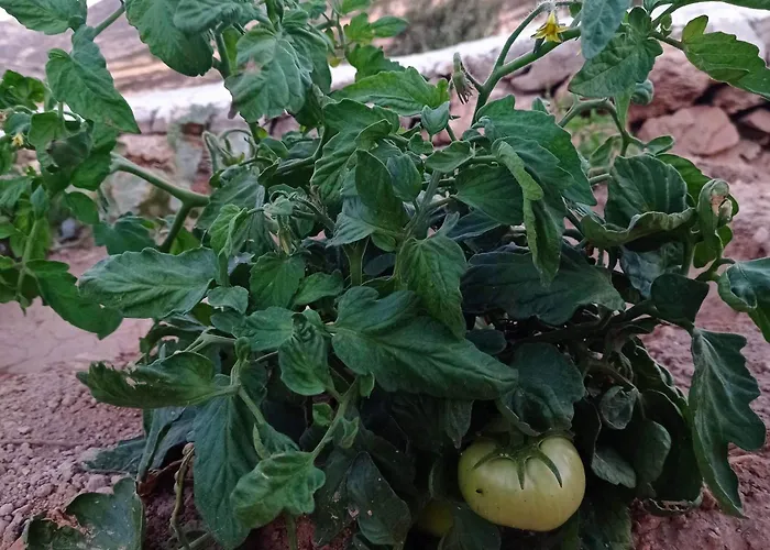Koukida House 公寓 佐努萨岛